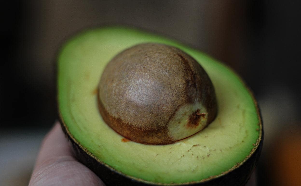 Pasos Para Tener Una Planta De Aguacate En Casa Diario Sur